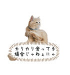 猫のわたげ②（個別スタンプ：17）