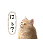 猫のわたげ②（個別スタンプ：18）