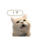 猫のわたげ②（個別スタンプ：19）