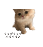 猫のわたげ②（個別スタンプ：20）