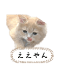 猫のわたげ②（個別スタンプ：21）