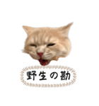 猫のわたげ②（個別スタンプ：22）