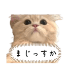 猫のわたげ②（個別スタンプ：23）