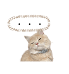 猫のわたげ②（個別スタンプ：24）