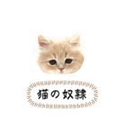 猫のわたげ②（個別スタンプ：25）