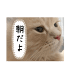猫のわたげ②（個別スタンプ：26）