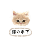 猫のわたげ②（個別スタンプ：27）
