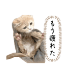 猫のわたげ②（個別スタンプ：29）