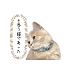 猫のわたげ②（個別スタンプ：30）