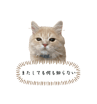 猫のわたげ②（個別スタンプ：31）