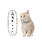 猫のわたげ②（個別スタンプ：32）