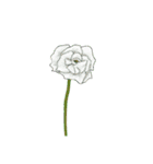 お花と花瓶のコーディネート（個別スタンプ：1）
