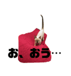 お酒とネコ好きな日常会話10 ビジネスver.（個別スタンプ：6）
