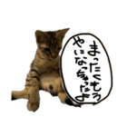 お酒とネコ好きな日常会話10 ビジネスver.（個別スタンプ：8）