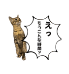 お酒とネコ好きな日常会話10 ビジネスver.（個別スタンプ：10）