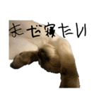お酒とネコ好きな日常会話10 ビジネスver.（個別スタンプ：13）