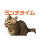 お酒とネコ好きな日常会話10 ビジネスver.（個別スタンプ：14）