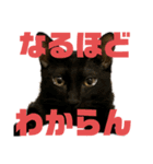お酒とネコ好きな日常会話10 ビジネスver.（個別スタンプ：24）
