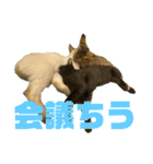 お酒とネコ好きな日常会話10 ビジネスver.（個別スタンプ：36）