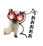 お酒とネコ好きな日常会話10 ビジネスver.（個別スタンプ：39）