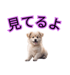 子犬たくさん（個別スタンプ：19）