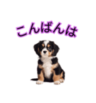 子犬たくさん（個別スタンプ：23）