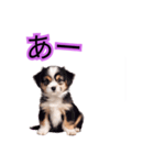 子犬たくさん（個別スタンプ：24）