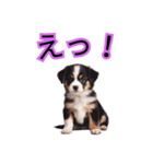 子犬たくさん（個別スタンプ：26）