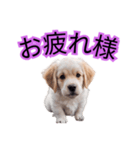 子犬たくさん（個別スタンプ：27）