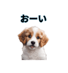 子犬たくさん（個別スタンプ：36）