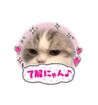 ニャン4（個別スタンプ：1）
