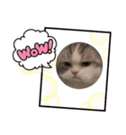 ニャン4（個別スタンプ：6）