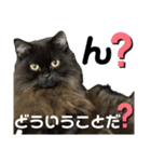 黒猫 ルナ院長157にゃんめ（個別スタンプ：2）