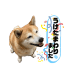 柴犬のOK大丈夫！時々かしこまって承知する（個別スタンプ：9）