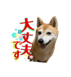 柴犬のOK大丈夫！時々かしこまって承知する（個別スタンプ：13）