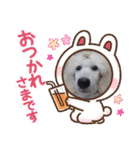 スタンプーのあられちゃんスタンプ（個別スタンプ：11）