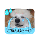 スタンプーのあられちゃんスタンプ（個別スタンプ：13）