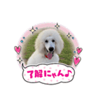 スタンプーのあられちゃんスタンプ（個別スタンプ：15）