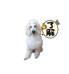 スタンプーのあられちゃんスタンプ（個別スタンプ：16）