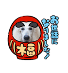 スタンプーのあられちゃんスタンプ（個別スタンプ：20）