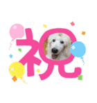 スタンプーのあられちゃんスタンプ（個別スタンプ：22）