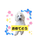 スタンプーのあられちゃんスタンプ（個別スタンプ：23）