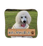 スタンプーのあられちゃんスタンプ（個別スタンプ：36）