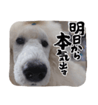 スタンプーのあられちゃんスタンプ（個別スタンプ：37）