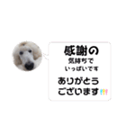 スタンプーのあられちゃんスタンプ（個別スタンプ：38）