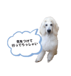 スタンプーのあられちゃんスタンプ（個別スタンプ：40）