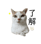 ごきげんらぐちゃん(日常)（個別スタンプ：5）