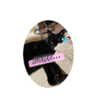 なりんち黒猫とポメラニアンのカイくん②（個別スタンプ：1）