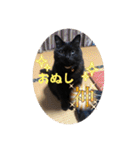 なりんち黒猫とポメラニアンのカイくん②（個別スタンプ：3）
