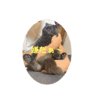 なりんち黒猫とポメラニアンのカイくん②（個別スタンプ：9）